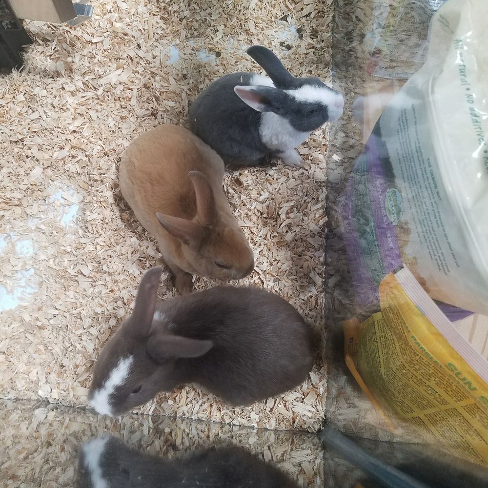 Pet Supermarket - Bunny rabbits - Pet Stores Near Me - Newnan, Georgia Pet Supermarket - Bunny rabbits - Pet Stores Near Me - Newnan, Georgia