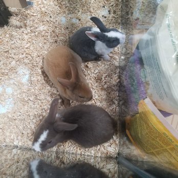 Pet Supermarket - Bunny rabbits - Pet Stores Near Me - Newnan, Georgia