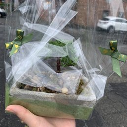 A small potted plant, resembling a bonsai or miniature tree, is wrapped in clear plastic with decorative green bows. The plant is placed in a rectangular container with rocks and soil visible. The background shows a rainy outdoor scene with parked cars and wet pavement. The person holding the plant has a light skin tone and is gripping the container from the bottom.