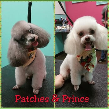 Pawtastic Grooming - Pet Groomers Near Me - Bossier City, Louisiana Pawtastic Grooming - Pet Groomers Near Me - Bossier City, Louisiana