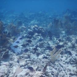 SeaVieques - School of blue fish