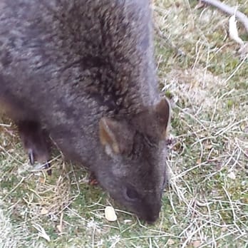 Cradle Mountain Lodge - MGallery Collection - Pademelon in the grounds of the lodge - Hotels Near Me - Cradle Mountain, TAS