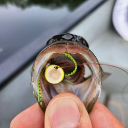 BeadHead Fishing - Smallmouth on the fly!
