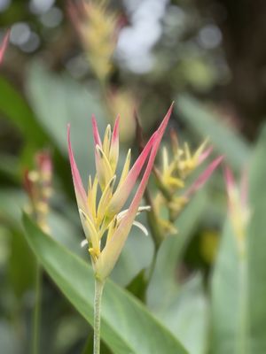 Singapore Botanic Gardens by null