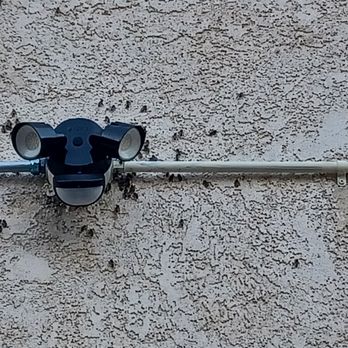 The Bees Knees - Pest Control Near Me - Kagel Canyon, California The Bees Knees - Pest Control Near Me - Kagel Canyon, California