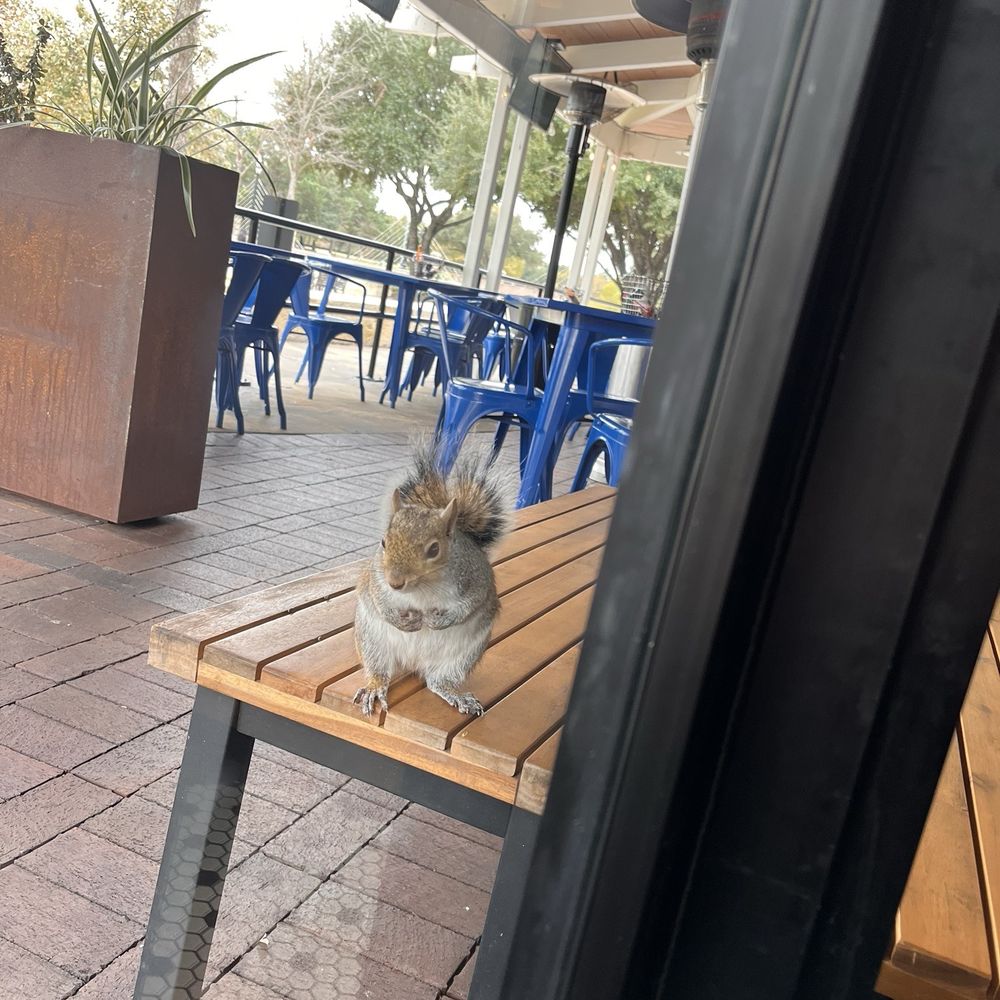 Half Shells - Restaurant mascot! He was trying to get in every time we opened door. They gave him nuts/seeds - Fish & Chips Near Me - Katy, Texas Half Shells - Restaurant mascot! He was trying to get in every time we opened door. They gave him nuts/seeds - Fish & Chips Near Me - Katy, Texas