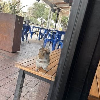Half Shells - Restaurant mascot! He was trying to get in every time we opened door. They gave him nuts/seeds - Fish & Chips Near Me - Katy, Texas