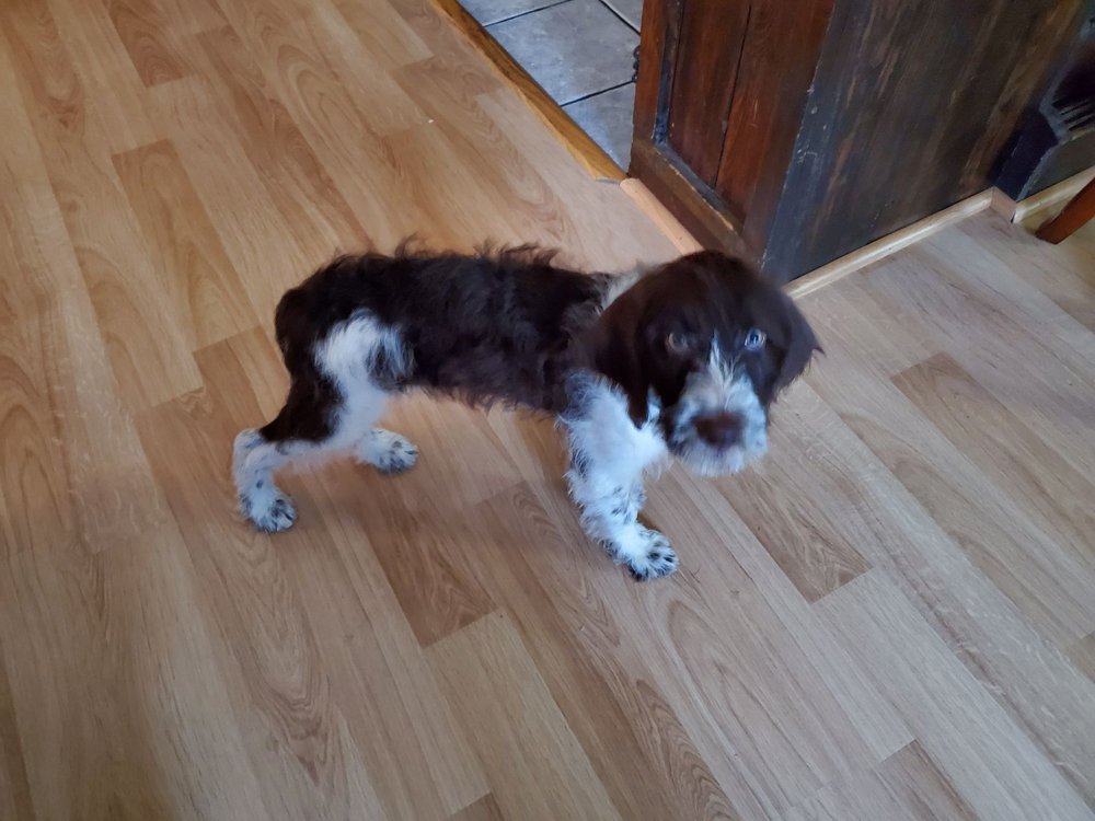 PREMIER PUPPIES 16 Photos West Plains, Missouri Pet Breeders