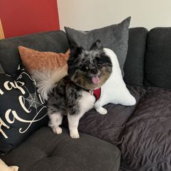 Furball Pet Spa