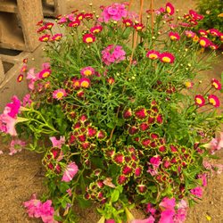 Shady Tree Farm Market