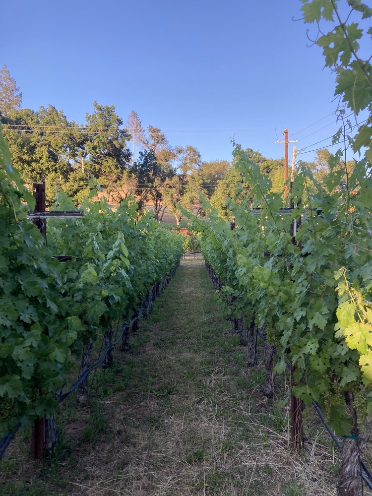 SAINT HELENA WINERY Updated October 2024 29 Photos 100 Pratt Ave