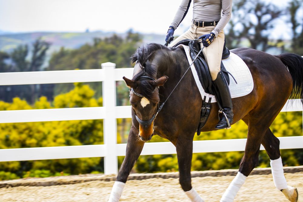 Kaitlyn Hennessy Dressage Logo