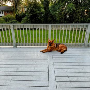 Russo's Contracting - a dog laying on a deck - General Contractors Near Me Russo's Contracting - a dog laying on a deck - General Contractors Near Me