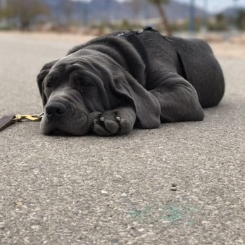 Innate Dog Training - "Gunner Peterson" melting into the pathway after training! - Pet Training Near Me