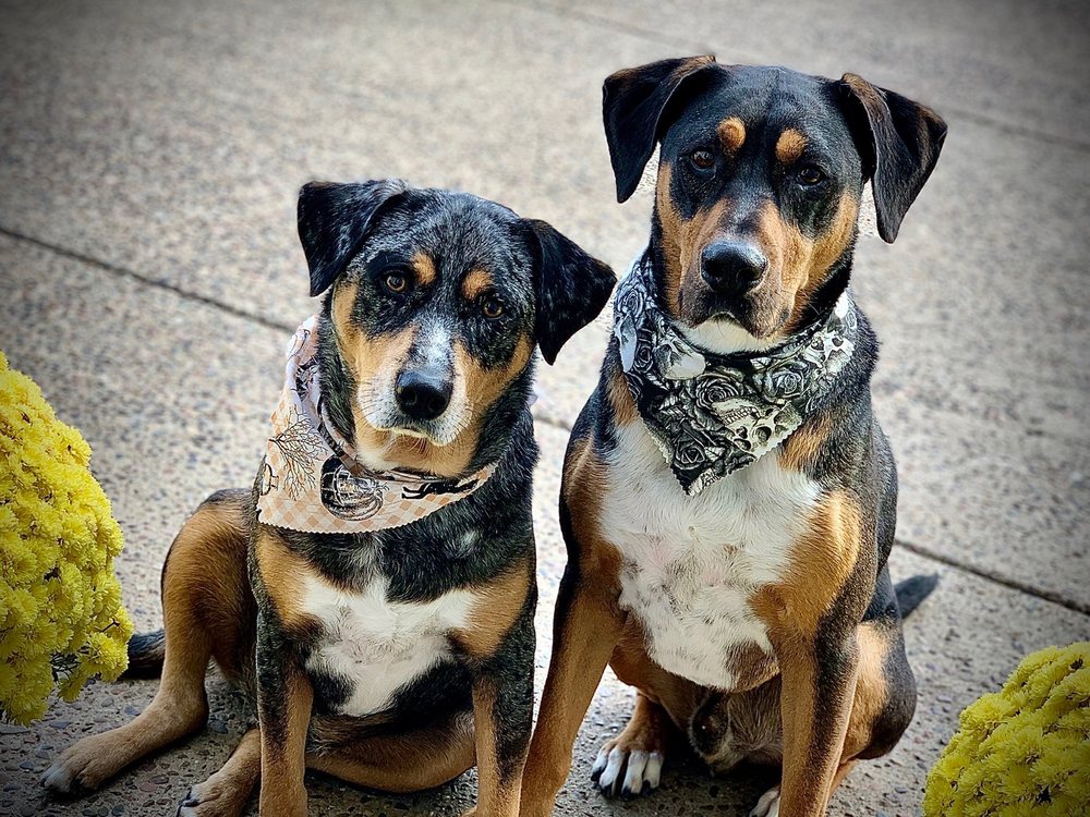 PAMPERED TAILS Updated October 2024 19 Photos & 54 Reviews 435