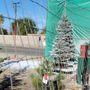 Photo of Liberty Christmas Trees