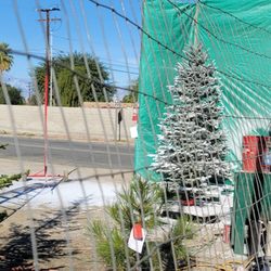 Liberty Christmas Trees