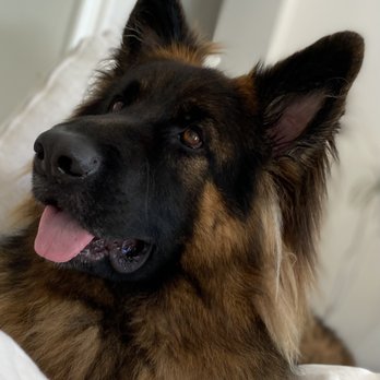Ladera Ranch Animal Hospital - Veterinarians Near Me - Ladera Ranch, California Ladera Ranch Animal Hospital - Veterinarians Near Me - Ladera Ranch, California