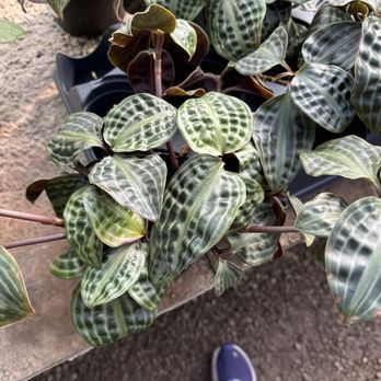 Hewitt Garden & Design Center - Nurseries & Gardening Near Me - Franklin, Tennessee