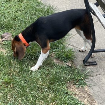 Roe-Burke Veterinary Services - Charley Rose my beagle - Veterinarians Near Me - Hardinsburg, Kentucky Roe-Burke Veterinary Services - Charley Rose my beagle - Veterinarians Near Me - Hardinsburg, Kentucky