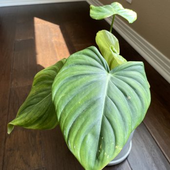 Jungle Babes - Nurseries & Gardening Near Me