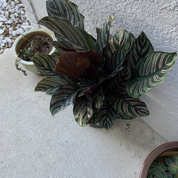 Kerby's Nursery - Striped something gorgeous - Nurseries & Gardening Near Me - Seffner, Florida