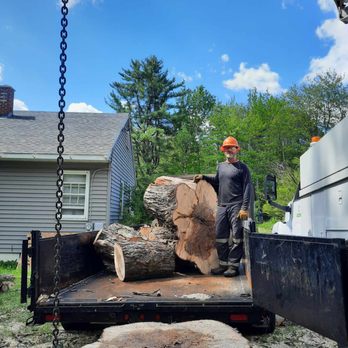 Lang Tree Service - Tree Services Near Me Lang Tree Service - Tree Services Near Me