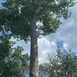 Santos Tree Services