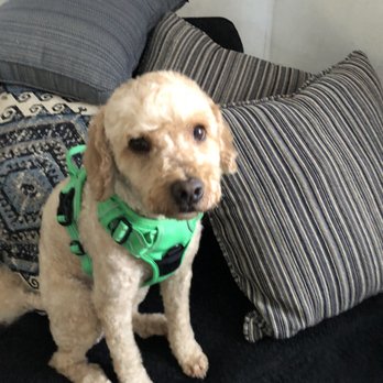 Tony's Pet Grooming - Pet Stores Near Me - Santa Ana, California