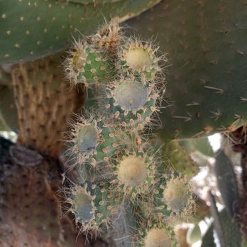 Capitol Park - Opuntia pads with green prickly pear fruits - Parks Near Me - Sacramento, California Capitol Park - Opuntia pads with green prickly pear fruits - Parks Near Me - Sacramento, California