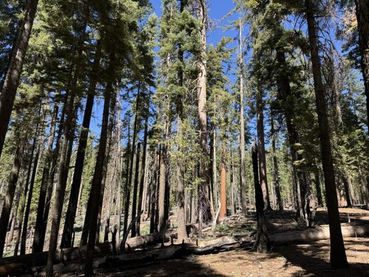 Mariposa Grove by null