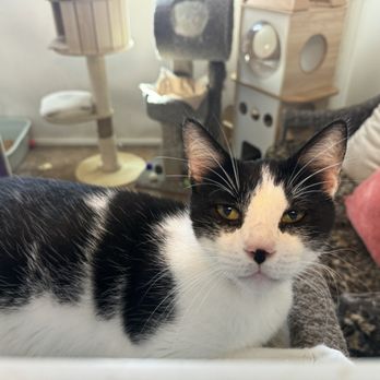 Bark Avenue Resort - Stormy a resident of the Creating Hope For Paws cat room inside Bark Avenue - Pet Boarding Near Me - Tanner, Alabama