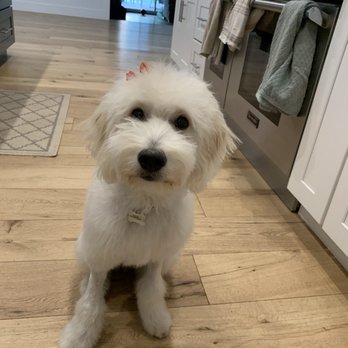 Petco - Goldendoodle puppy cut - Pet Stores Near Me - Encino, California Petco - Goldendoodle puppy cut - Pet Stores Near Me - Encino, California