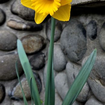 Oros Fireside Restaurant - American Near Me - Cannon Beach, Oregon