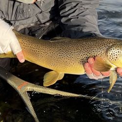 Wind River Mountain Outfitters - 25" brown trout, somewhere in Wyoming.