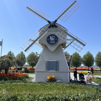 Tulip Town - Tulip Towns windmill - Botanical Gardens Near Me - Mount Vernon, Washington Tulip Town - Tulip Towns windmill - Botanical Gardens Near Me - Mount Vernon, Washington