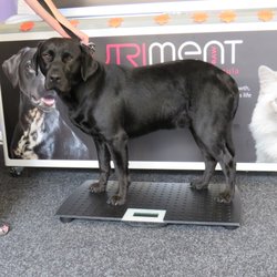 Scruffs to Crufts