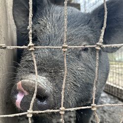 Petit Teton Farm - Pig (baby bacon?)