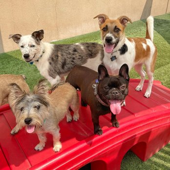 Camp Bow Wow - Pet Sitting Near Me - Port Charlotte, Florida Camp Bow Wow - Pet Sitting Near Me - Port Charlotte, Florida