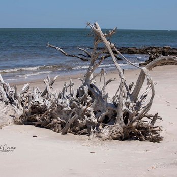 Big Talbot Island State Park - Old trees - Parks Near Me - Jacksonville, Florida Big Talbot Island State Park - Old trees - Parks Near Me - Jacksonville, Florida