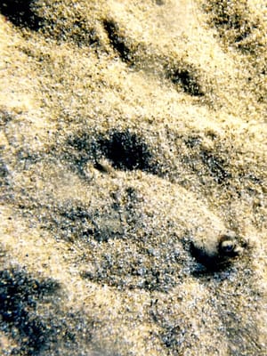 Port Of Nagoya Public Aquarium by null