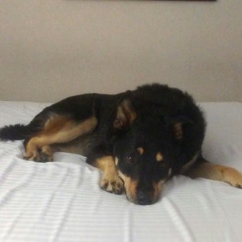 Best Western Greentree Inn - Super comfy bed and extra sheets for pups that like to sleep with their humans - Hotels Near Me - Eugene, Oregon
