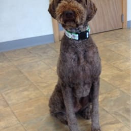 Picture from a Pet's choice