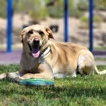 Puccini Park - Parks Near Me - Henderson, Nevada Puccini Park - Parks Near Me - Henderson, Nevada