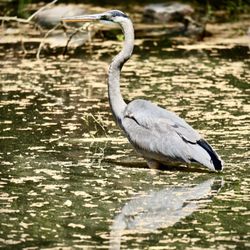 Three Lakes Park and Nature Center - A majestic blue heron stands tall in the water.