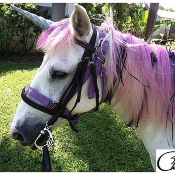 Choyce - Unicorns Galore! - Party Equipment Rentals Near Me Choyce - Unicorns Galore! - Party Equipment Rentals Near Me