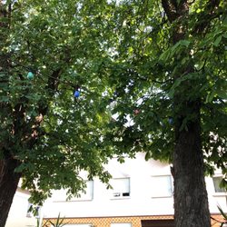 Gaststätte Goldener Engel - Unterm Kastanienbaum, so schee