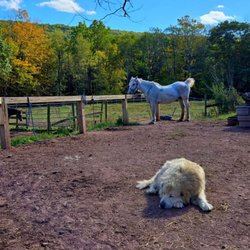 Daisy Field Farm