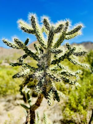 Tucson Mountain District by null