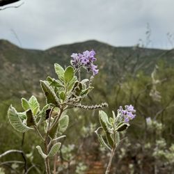 Hellhole Canyon County Preserve - The smells so good and is starting to bloom all along the trail